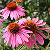 Echinacea purpurea Magnus