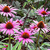 Echinacea purpurea Magnus