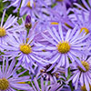 Aster Frikartii Footki Monch Aster Frikartii Footki Monch