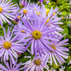 Aster Frikartii Footki Monch Aster Frikartii Footki Monch