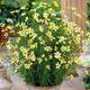 Coreopsis verticillata Moonbeam in a 9cm Pot