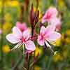 Gaura lindheimeri Siskiyou Pink Gaura lindheimeri Siskiyou Pink