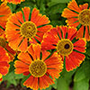 Helenium Moerheim Beauty Helenium Moerheim Beauty