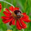 Helenium Moerheim Beauty Helenium Moerheim Beauty
