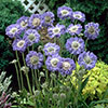 Scabiosa caucasica Fama Deep Blue