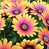 Osteospurmum Purple Sun