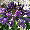 Agapanthus Poppin Purple