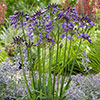 Agapanthus Poppin Purple