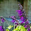 Salvia Amistad