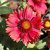 Gaillardia x grandiflora Arizona Red Shades