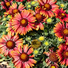 Gaillardia x grandiflora Arizona Red Shades