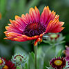 Gaillardia x grandiflora Arizona Red Shades
