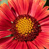 Gaillardia x grandiflora Arizona Red Shades