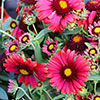 Gaillardia x grandiflora Arizona Red Shades Gaillardia x grandiflora Arizona Red Shades
