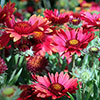 Gaillardia x grandiflora Arizona Red Shades Gaillardia x grandiflora Arizona Red Shades