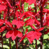 Lobelia Queen Victoria