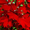 Lobelia Queen Victoria