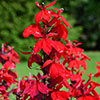 Lobelia Queen Victoria