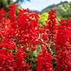 Lobelia Queen Victoria