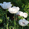 Oriental Poppy Checkers Oriental Poppy Checkers