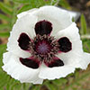 Oriental Poppy Checkers Oriental Poppy Checkers