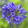Perennial Agapanthus Blue African Lily
