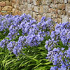 Perennial Agapanthus Blue African Lily