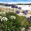 Perennial Agapanthus Blue African Lily