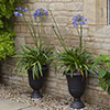 Perennial Agapanthus Blue African Lily