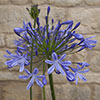 Perennial Agapanthus Blue African Lily
