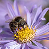 Aster frikartii Monch