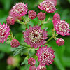 Astrantia Claret