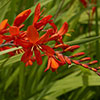 Crocosmia Lucifer 9cm x 3 Crocosmia Lucifer 9cm x 3