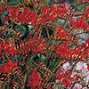 Crocosmia Lucifer 9cm x 3 Crocosmia Lucifer 9cm x 3
