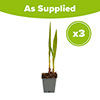 Crocosmia Lucifer 9cm x 3
