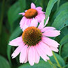 Echinacea purpurea Magnus