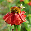 Helenium Moerheim Beauty Helenium Moerheim Beauty