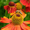 Helenium Moerheim Beauty