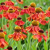 Helenium Moerheim Beauty