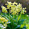 Primula veris - Cowslip