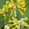 Primula veris - Cowslip