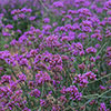 Verbena bonariensis