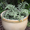 Painted Fern Athyrium niponicum Metallicum