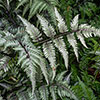 Painted Fern Athyrium niponicum Metallicum