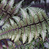 Painted Fern Athyrium niponicum Metallicum