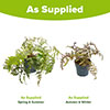 Painted Fern Athyrium niponicum Metallicum