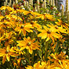 Rudbeckia Sunbeckia Ophelia