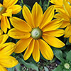Rudbeckia Sunbeckia Ophelia