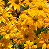 Rudbeckia Sunbeckia Ophelia