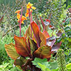 Canna Tropicanna 9cm x 3